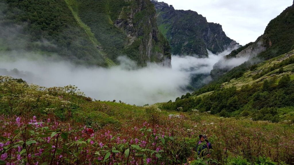 Valley of Flowers